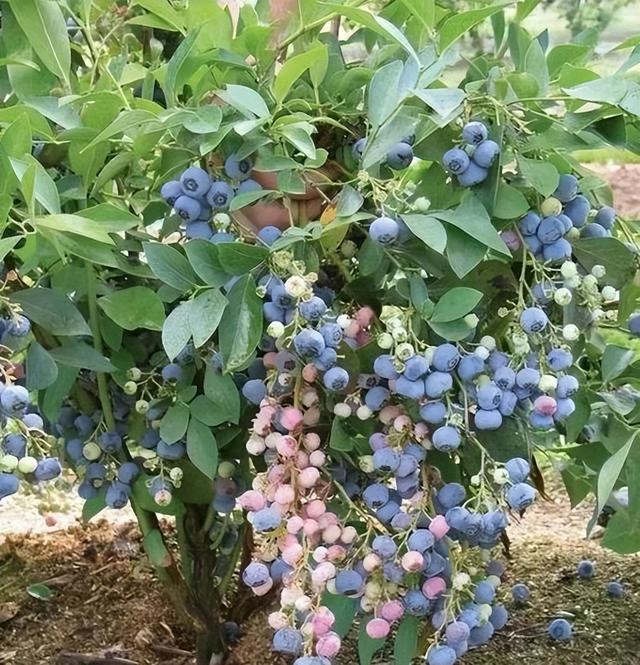 喜欢吃蓝莓，自己在家养，一棵能摘一大筐，好吃又营养