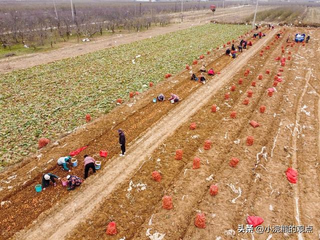 山西万荣县中药材种植带动农民增收、适应经济发展、助力乡村振兴