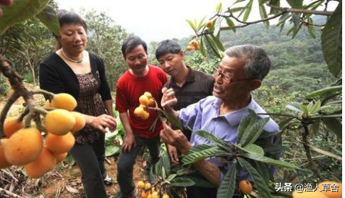 枇杷树的种植技术，日常如何维护管理