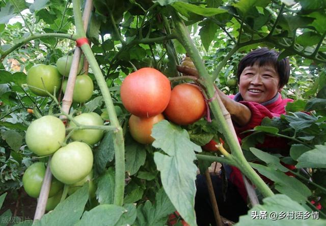 不知道蔬菜在几月份种植？2024年种菜时间来了，参考一下心里有数