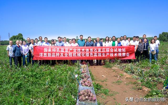 洋葱新品种及全程机械化绿色高效生产技术观摩会在肥乡圆满举行