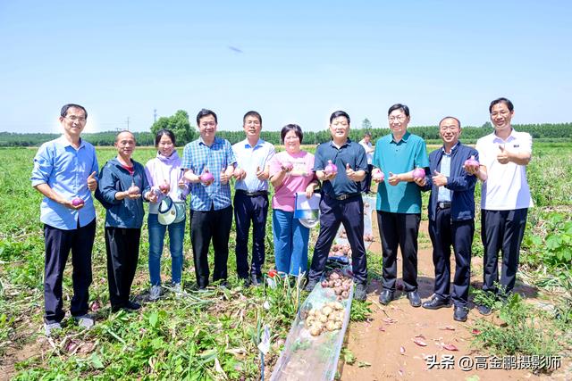 洋葱新品种及全程机械化绿色高效生产技术观摩会在肥乡圆满举行