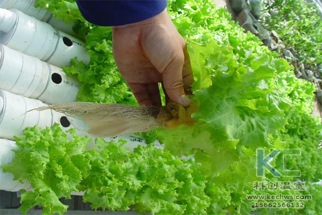 室内花卉无土栽培的养护管理