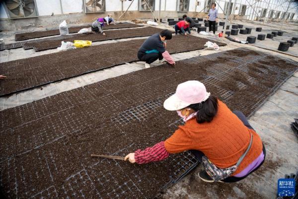 河北永清：发展绿色蔬菜种植 保障京津“菜篮子”供应