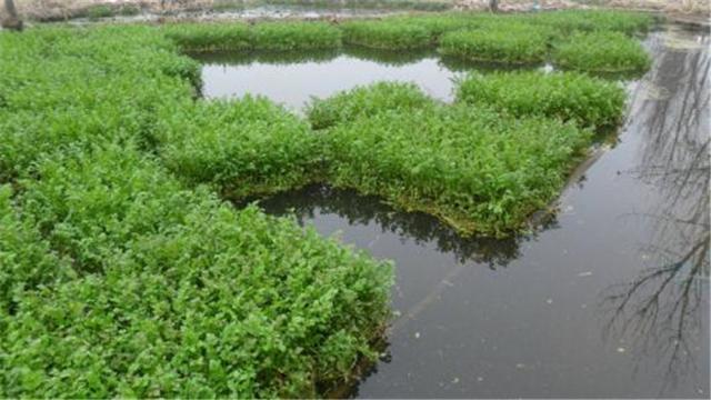 水芹菜种植其实很简单，掌握方法和步骤，就能提高品质和产量