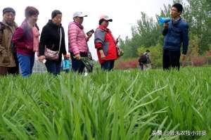 菲莱的种植方法(韭菜种植几年后需要重栽？播种和移栽哪种方法好？韭菜啥时间种？)