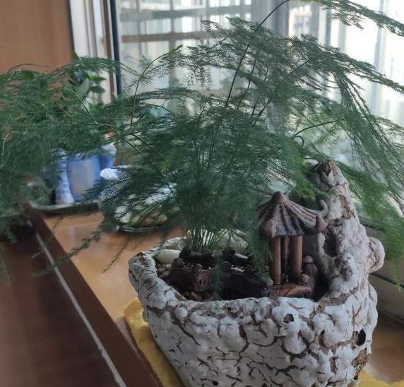 文竹盆栽可以水培吗？学会这个小方法，植株可成活到开花结果