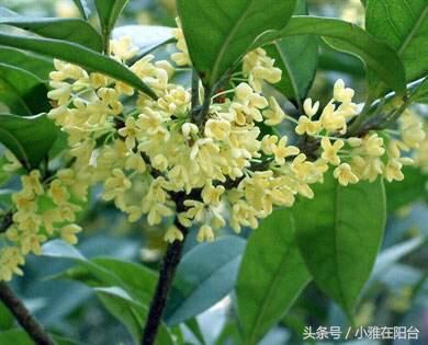 这5种花，种一棵在露台、院子里，遇土即活，耐寒好养，漂亮芳香