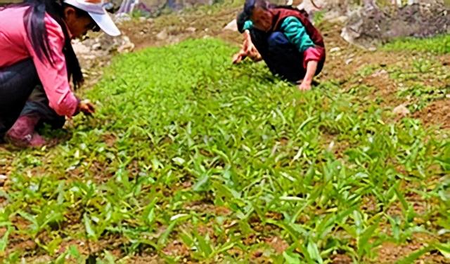 半夏种植技术