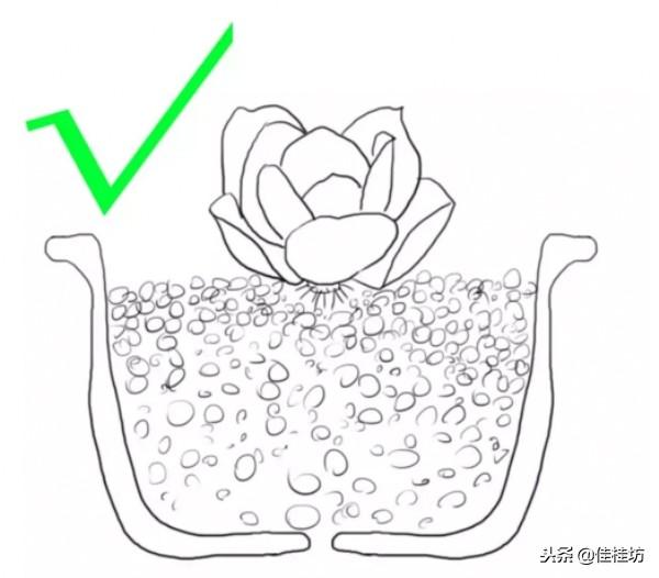 虽然你养了这么久多肉植物，却未必知道网购裸根上盆这样才正确