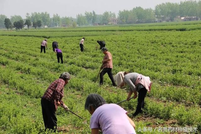 免费供种，合作种植，高价回收，这样的药材种植骗局要小心