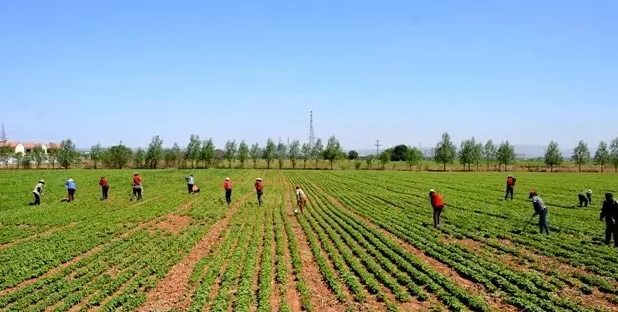 油用牡丹种植投入成本及利润分析