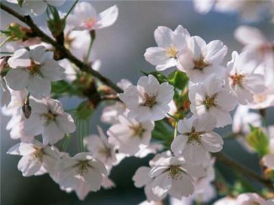 梅花什么季节种植