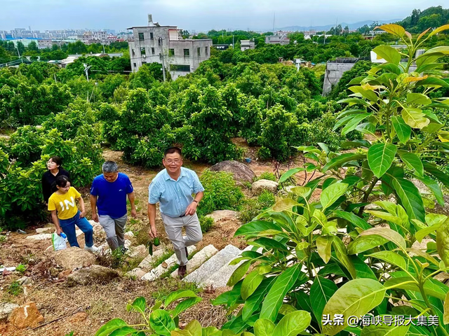 五年培植喜结果 单株挂果千多粒 金秋时节集美区牛油果迎来丰收季