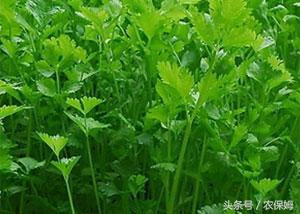 香菜的大棚种植管理，你知道吗？