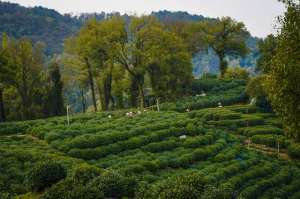 茶苗种植图片(春季茶苗移栽该怎么做？如何提高茶树种植成活率？看完你就懂了)