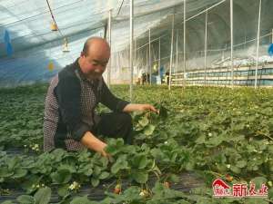 山东草莓苗种植基地(武山县滩歌镇本深沟村：“青涩”草莓三年渐“成熟”)