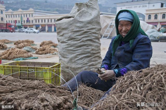 党参抗旱（黑膜微垄沟）栽培技术，能降灾、除草，还能增产