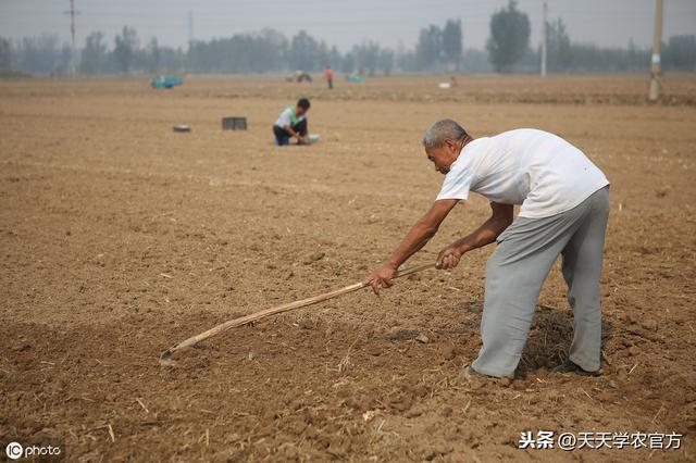 怎样种出独头率高、个头大的独头蒜？秘诀藏在播种时间里