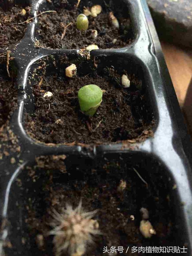 多肉植物播种简单教程，和我一步一步玩转种子