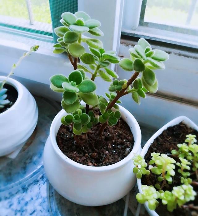 3种特别芳香的“植物”，适合养室内，枝叶旺盛香气飘飘