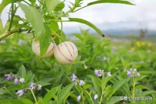 人参果的种植技术！其实很简单！