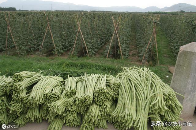 八九月份秋豆角种植正当时，用好这9招，豆角一茬一茬收不完