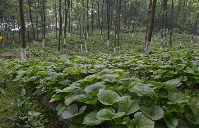 山葵怎样种植？山葵的种植方法