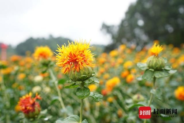 350余亩川红花绽放 成都简阳打造四川最大规模种植基地