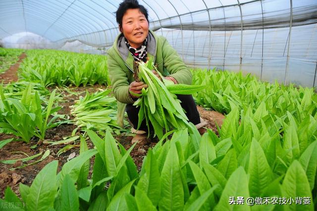 秋季大棚蔬菜高产种植有技巧，棚内5条管理事项要抓好