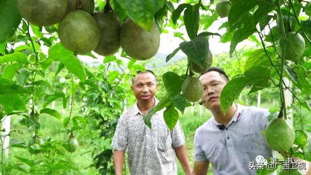 用茯苓中药养肉鸽，没吃算你亏了