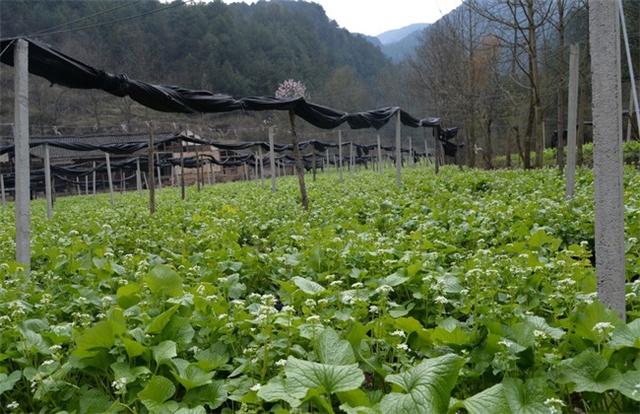 山葵怎样种植？山葵的种植方法