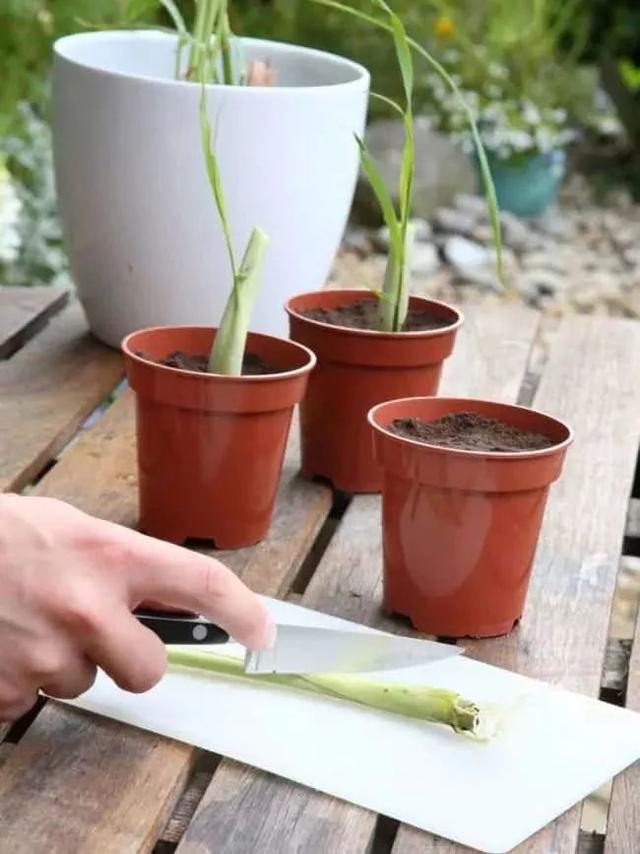 在家里养几盆香茅盆栽，有很多害虫就会远离