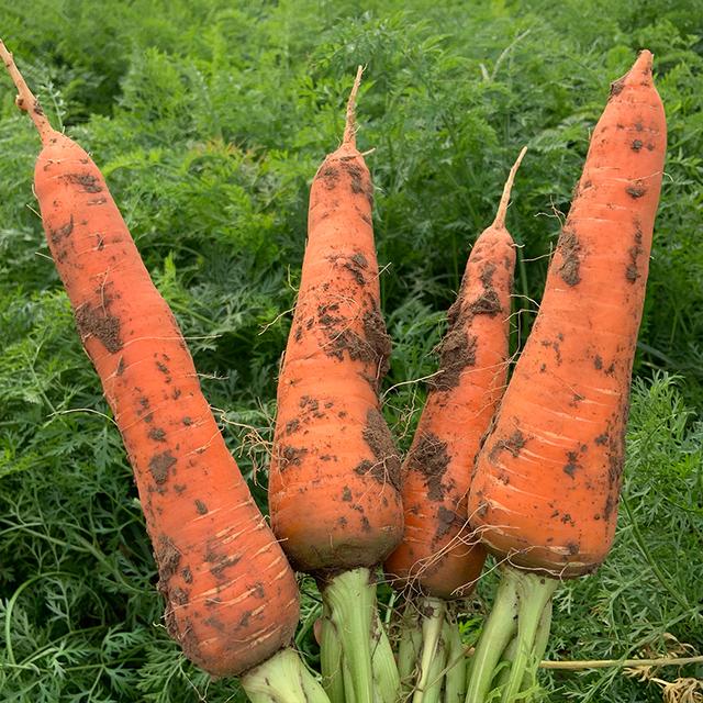 北方地区春季胡萝卜品种选择高产栽培技术