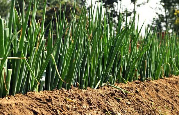 日本大葱怎样种植，亩产效益是多少？想种植的农民要知道