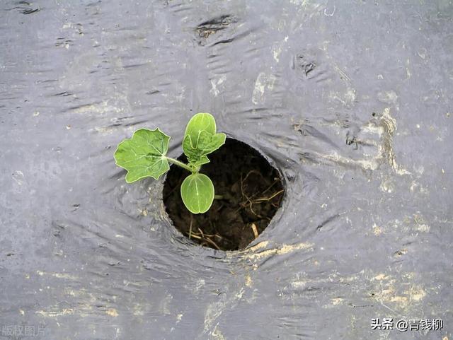 想要种植大棚早春茬西瓜？这些绿色栽培技术了解一下