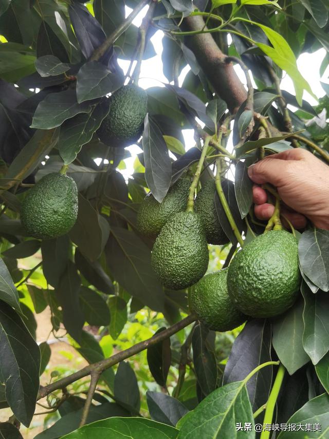 五年培植喜结果 单株挂果千多粒 金秋时节集美区牛油果迎来丰收季