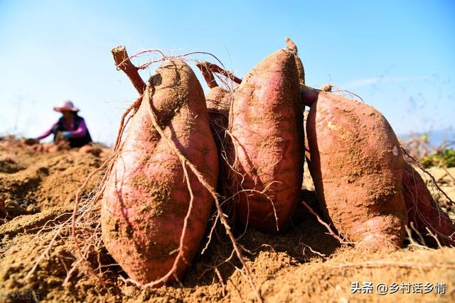 秋天红薯什么时候收获？早了晚了都不好，这几点需要弄明白