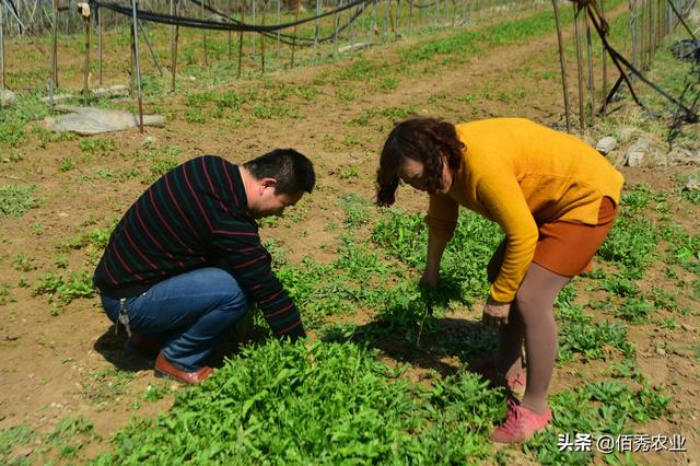 中药材白芷除草技术，农民朋友掌握2个技巧，省力还省钱