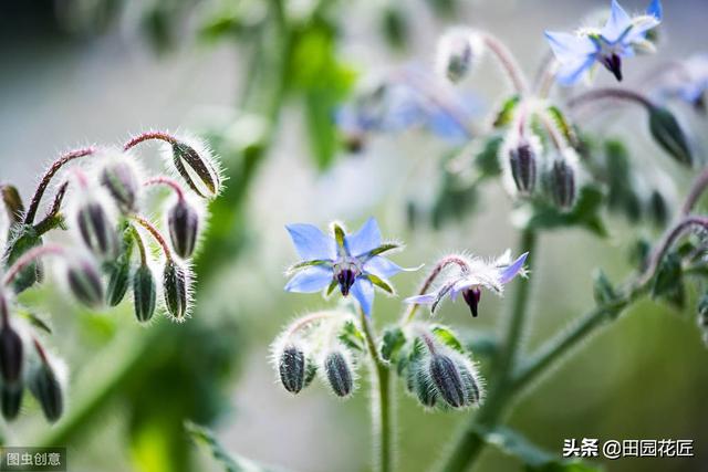 我是琉璃苣，花期四个月，耐寒耐旱，养殖简单，花朵美丽可做美食