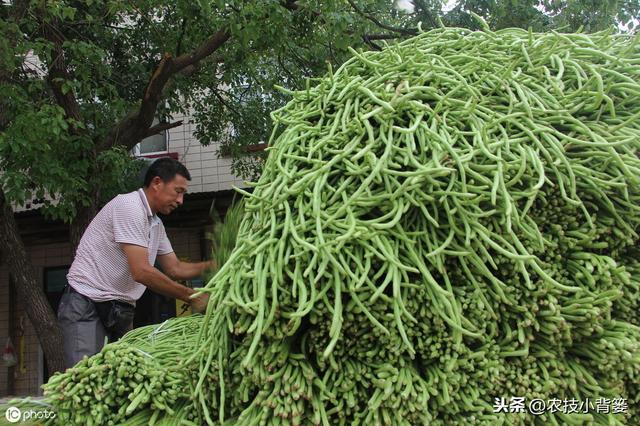 八九月份秋豆角种植正当时，用好这9招，豆角一茬一茬收不完