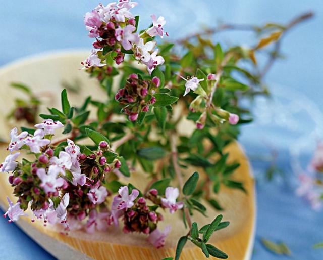 3种特别芳香的“植物”，适合养室内，枝叶旺盛香气飘飘