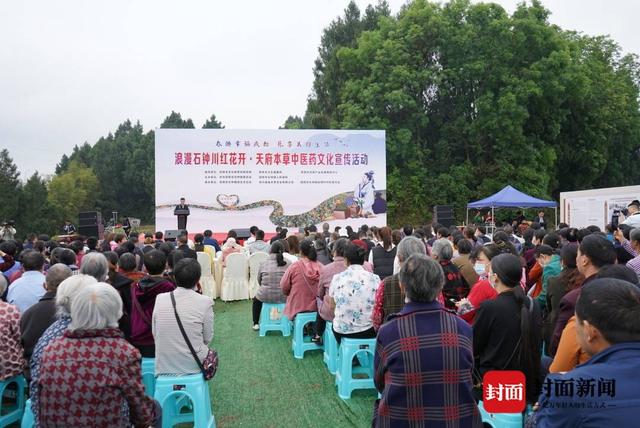 350余亩川红花绽放 成都简阳打造四川最大规模种植基地