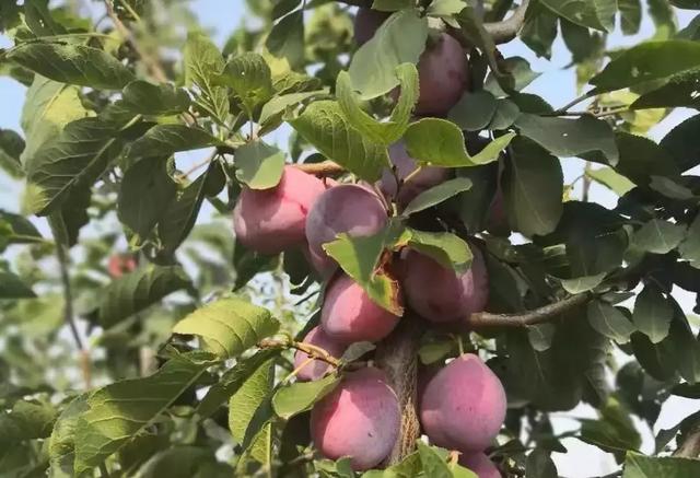 西梅栽培管理技术手册（完全版）