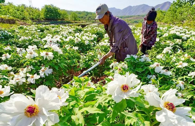 油用牡丹种植投入成本及利润分析