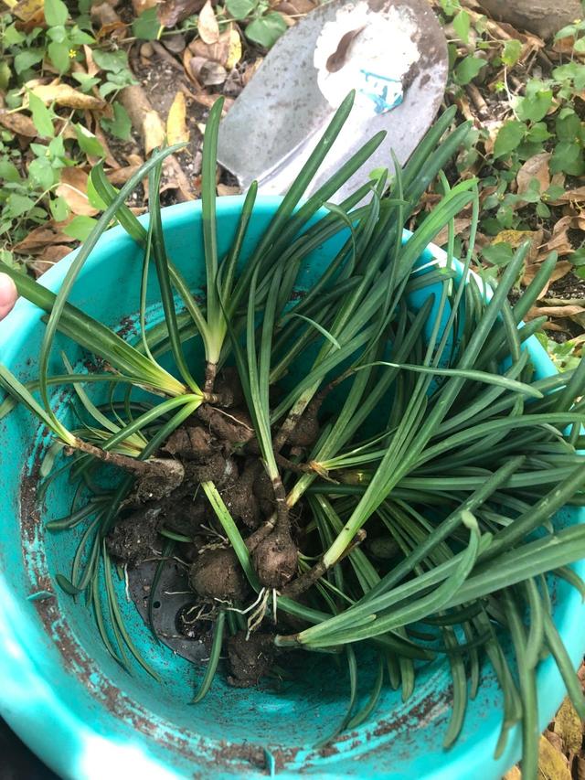 常被用作景观植物的红花石蒜，想让它开花，需满足几个条件