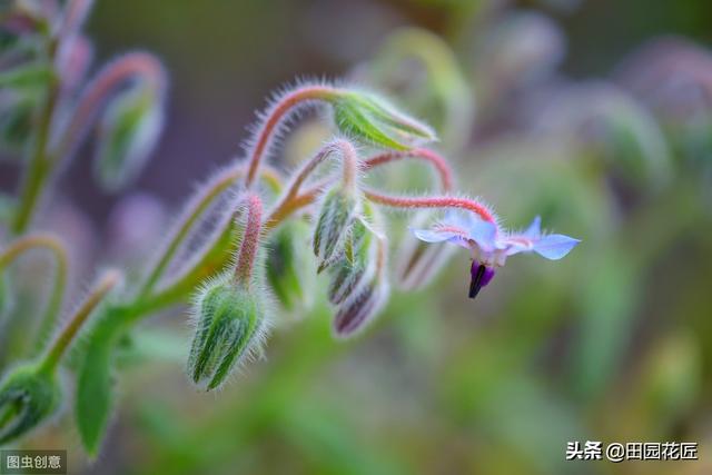 我是琉璃苣，花期四个月，耐寒耐旱，养殖简单，花朵美丽可做美食