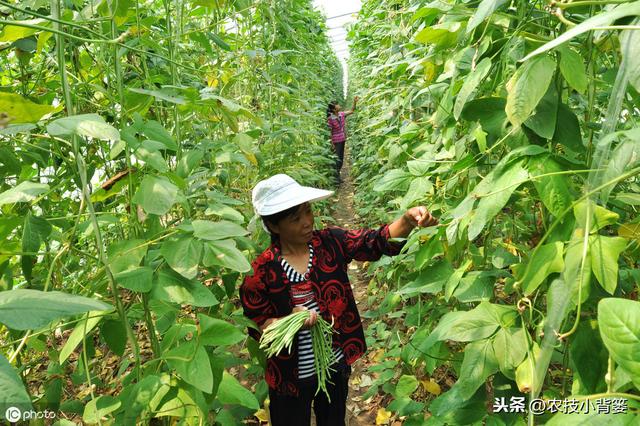 八九月份秋豆角种植正当时，用好这9招，豆角一茬一茬收不完