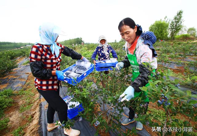 种植健壮高产蓝莓，怎样选苗、选地、改土、调酸？怎样科学定植？