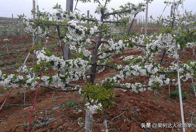 开张好角度，大樱桃才能丰产稳产，你想知道怎么做吗